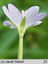 Epilobium montanum (wierzbownica górska)