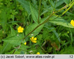 Epilobium montanum (wierzbownica górska)