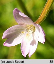 Epilobium montanum (wierzbownica górska)