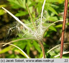 Epilobium montanum (wierzbownica górska)