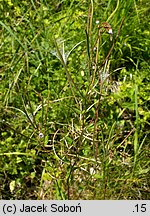 Epilobium montanum (wierzbownica górska)