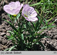 Oenothera speciosa ‘Twilight’ (wiesiołek okazały 'Twilight')