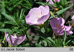 Oenothera speciosa (wiesiołek okazały)