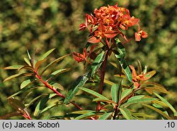 Euphorbia griffithii (wilczomlecz Griffitha)