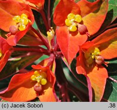 Euphorbia griffithii (wilczomlecz Griffitha)