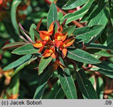 Euphorbia griffithii (wilczomlecz Griffitha)