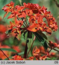 Euphorbia griffithii (wilczomlecz Griffitha)