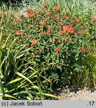 Euphorbia griffithii (wilczomlecz Griffitha)