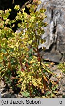 Euphorbia amygdaloides Purpurea