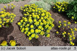 Euphorbia epithymoides (wilczomlecz pstry)