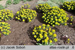 Euphorbia epithymoides (wilczomlecz pstry)