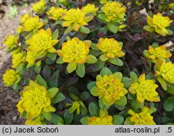 Euphorbia epithymoides (wilczomlecz pstry)