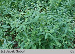 Euphorbia carniolica