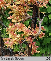 Ampelopsis aconitifolia (winnik tojadowy)