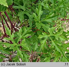 Ampelopsis glandulosa (winnik zmienny)