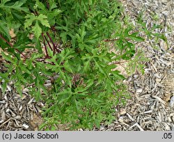 Ampelopsis glandulosa var. heterophylla (winnik zmiennolistny odm. różnolistna)