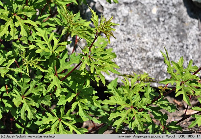 Ampelopsis japonica (winnik japoński)