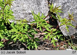 Ampelopsis japonica (winnik japoński)