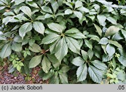 Parthenocissus quinquefolia Engelmanii