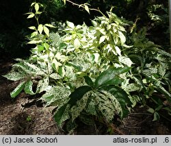 Parthenocissus quinquefolia Star Showers