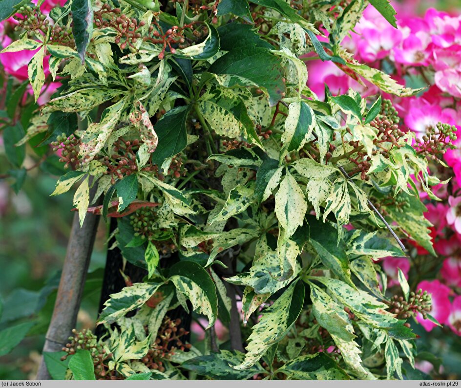 Parthenocissus quinquefolia Star Showers