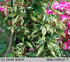 Parthenocissus quinquefolia Star Showers