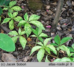 Parthenocissus quinquefolia Star Showers