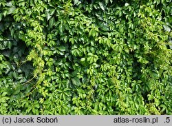 Parthenocissus quinquefolia Troki
