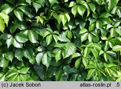 Parthenocissus quinquefolia Troki