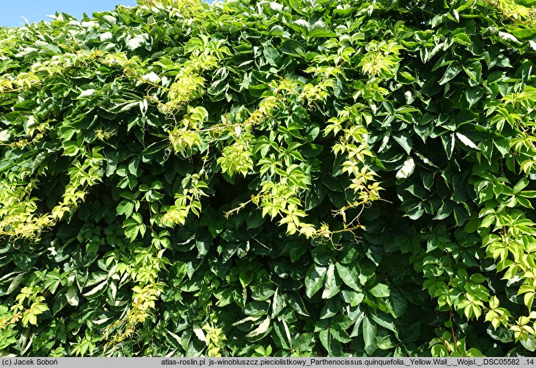 Parthenocissus quinquefolia Yellow Wall