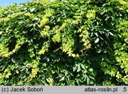 Parthenocissus quinquefolia Yellow Wall