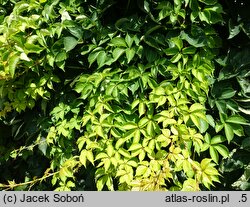 Parthenocissus quinquefolia Yellow Wall