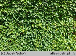 Parthenocissus tricuspidata Diamond Mountains