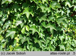 Parthenocissus tricuspidata Diamond Mountains