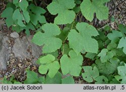 Vitis amurensis (winorośl amurska)