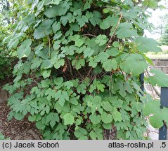Vitis amurensis (winorośl amurska)