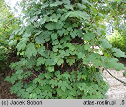 Vitis amurensis (winorośl amurska)