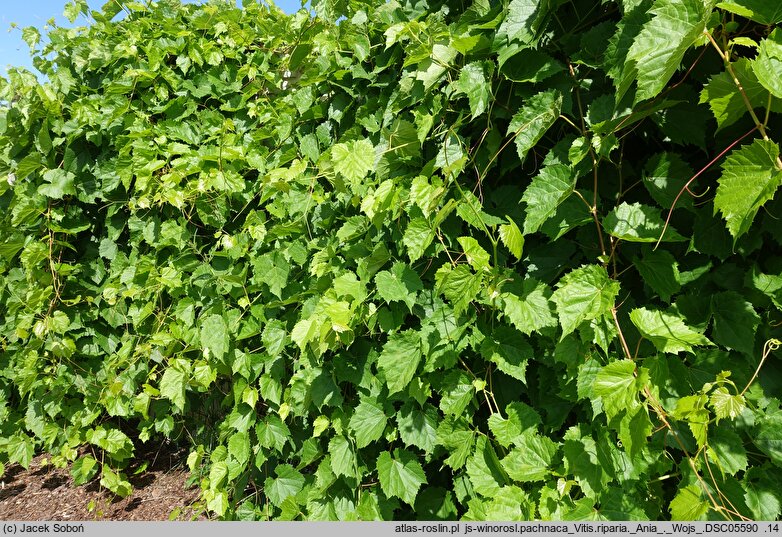 Vitis riparia Ania