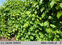 Vitis riparia Ania