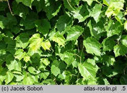 Vitis riparia Ania