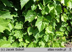 Vitis riparia Ania
