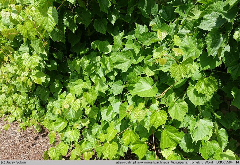 Vitis riparia Tomek