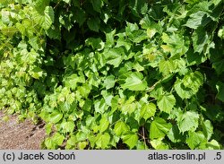 Vitis riparia Tomek
