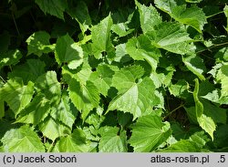 Vitis riparia Tomek