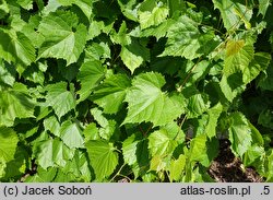 Vitis riparia Tomek