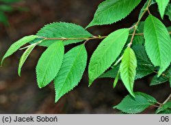 Prunus sargentii (wiśnia Sargenta)