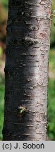Prunus serrulata Kanzan