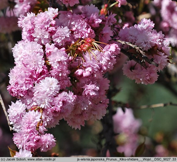 Prunus serrulata Kiku-shidare-zakura