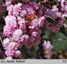 Prunus serrulata Kiku-shidare-zakura