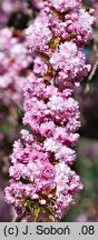 Prunus serrulata Kiku-shidare-zakura